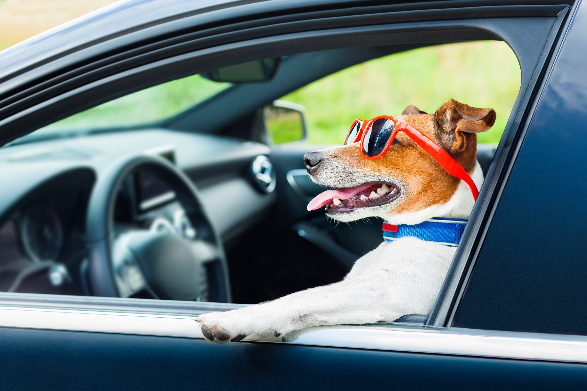 Dog Car  Steering Wheel